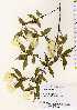  ( - TW022528)  @11 [ ] Copyright (2021) Unspecified Forestry and Forest Products Research Institute