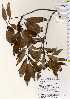  ( - TW022530)  @11 [ ] Copyright (2021) Unspecified Forestry and Forest Products Research Institute