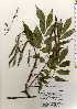  ( - TW022532)  @11 [ ] Copyright (2021) Unspecified Forestry and Forest Products Research Institute