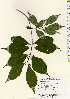  ( - TW022538)  @11 [ ] Copyright (2021) Unspecified Forestry and Forest Products Research Institute