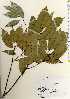  ( - TW022546)  @11 [ ] Copyright (2021) Unspecified Forestry and Forest Products Research Institute