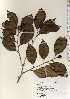  ( - TW022552)  @11 [ ] Copyright (2021) Unspecified Forestry and Forest Products Research Institute