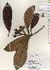  ( - TW022554)  @11 [ ] Copyright (2021) Unspecified Forestry and Forest Products Research Institute