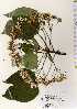  (Vernicia cordata - TW022558)  @11 [ ] Copyright (2021) Unspecified Forestry and Forest Products Research Institute