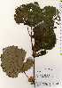  ( - TW022563)  @11 [ ] Copyright (2021) Unspecified Forestry and Forest Products Research Institute