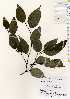  ( - TW022565)  @11 [ ] Copyright (2021) Unspecified Forestry and Forest Products Research Institute