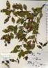  ( - TW022567)  @11 [ ] Copyright (2021) Unspecified Forestry and Forest Products Research Institute
