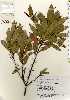  ( - TW022568)  @11 [ ] Copyright (2021) Unspecified Forestry and Forest Products Research Institute