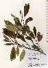  ( - TW022583)  @11 [ ] Copyright (2021) Unspecified Forestry and Forest Products Research Institute