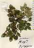  ( - TW022586)  @11 [ ] Copyright (2021) Unspecified Forestry and Forest Products Research Institute