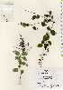  ( - TW022587)  @11 [ ] Copyright (2021) Unspecified Forestry and Forest Products Research Institute