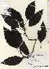  ( - TW022593)  @11 [ ] Copyright (2021) Unspecified Forestry and Forest Products Research Institute