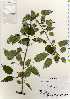  ( - TW022597)  @11 [ ] Copyright (2021) Unspecified Forestry and Forest Products Research Institute
