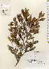  ( - TW022608)  @11 [ ] Copyright (2021) Unspecified Forestry and Forest Products Research Institute