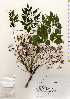  ( - TW022612)  @11 [ ] Copyright (2021) Unspecified Forestry and Forest Products Research Institute