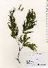  ( - TW022618)  @11 [ ] Copyright (2021) Unspecified Forestry and Forest Products Research Institute