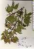  ( - TW022620)  @11 [ ] Copyright (2021) Unspecified Forestry and Forest Products Research Institute