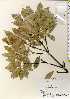  ( - TW022621)  @11 [ ] Copyright (2021) Unspecified Forestry and Forest Products Research Institute
