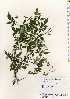  ( - TW022633)  @11 [ ] Copyright (2021) Unspecified Forestry and Forest Products Research Institute