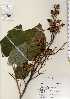  ( - TW022646)  @11 [ ] Copyright (2021) Unspecified Forestry and Forest Products Research Institute