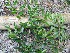  ( - TW022657)  @11 [ ] Copyright (2021) Unspecified Forestry and Forest Products Research Institute