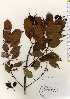  ( - TW022670)  @11 [ ] Copyright (2021) Unspecified Forestry and Forest Products Research Institute