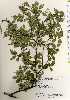  ( - TW022671)  @11 [ ] Copyright (2021) Unspecified Forestry and Forest Products Research Institute