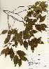  (Xylosma congesta - TW022681)  @11 [ ] Copyright (2021) Unspecified Forestry and Forest Products Research Institute