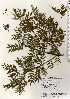  ( - TW022683)  @11 [ ] Copyright (2021) Unspecified Forestry and Forest Products Research Institute