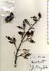  ( - TW022718)  @11 [ ] Copyright (2021) Unspecified Forestry and Forest Products Research Institute