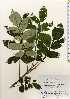  ( - TW022722)  @11 [ ] Copyright (2021) Unspecified Forestry and Forest Products Research Institute