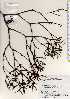  ( - TW022723)  @11 [ ] Copyright (2021) Unspecified Forestry and Forest Products Research Institute