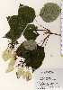  ( - TW022730)  @11 [ ] Copyright (2021) Unspecified Forestry and Forest Products Research Institute