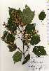  ( - TW022731)  @11 [ ] Copyright (2021) Unspecified Forestry and Forest Products Research Institute