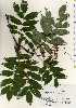  ( - TW022733)  @11 [ ] Copyright (2021) Unspecified Forestry and Forest Products Research Institute