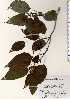  ( - TW022742)  @11 [ ] Copyright (2021) Unspecified Forestry and Forest Products Research Institute