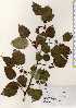  ( - TW023272)  @11 [ ] Copyright (2021) Unspecified Forestry and Forest Products Research Institute