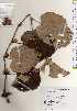  ( - TW023279)  @11 [ ] Copyright (2021) Unspecified Forestry and Forest Products Research Institute