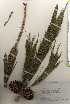  ( - TW023283)  @11 [ ] Copyright (2021) Unspecified Forestry and Forest Products Research Institute