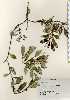  ( - TW023284)  @11 [ ] Copyright (2021) Unspecified Forestry and Forest Products Research Institute