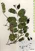  ( - TW023291)  @11 [ ] Copyright (2021) Unspecified Forestry and Forest Products Research Institute