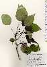  ( - TW023293)  @11 [ ] Copyright (2021) Unspecified Forestry and Forest Products Research Institute