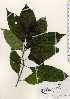  ( - TW023295)  @11 [ ] Copyright (2021) Unspecified Forestry and Forest Products Research Institute