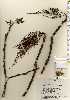  (Rhus javanica var. chinensis - TW023301)  @11 [ ] Copyright (2021) Unspecified Forestry and Forest Products Research Institute