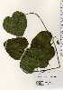  ( - TW023302)  @11 [ ] Copyright (2021) Unspecified Forestry and Forest Products Research Institute