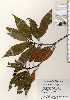  ( - TW023305)  @11 [ ] Copyright (2021) Unspecified Forestry and Forest Products Research Institute