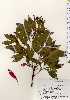  ( - TW023321)  @11 [ ] Copyright (2021) Unspecified Forestry and Forest Products Research Institute