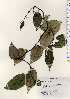  ( - TW023323)  @11 [ ] Copyright (2021) Unspecified Forestry and Forest Products Research Institute