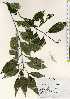  ( - TW023336)  @11 [ ] Copyright (2021) Unspecified Forestry and Forest Products Research Institute