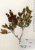  ( - TW023337)  @11 [ ] Copyright (2021) Unspecified Forestry and Forest Products Research Institute
